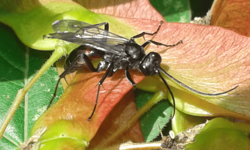 Pompilidae: forse Priocnemis sp.